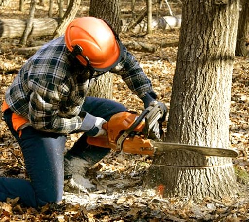 Tree Removal in Newton, NH